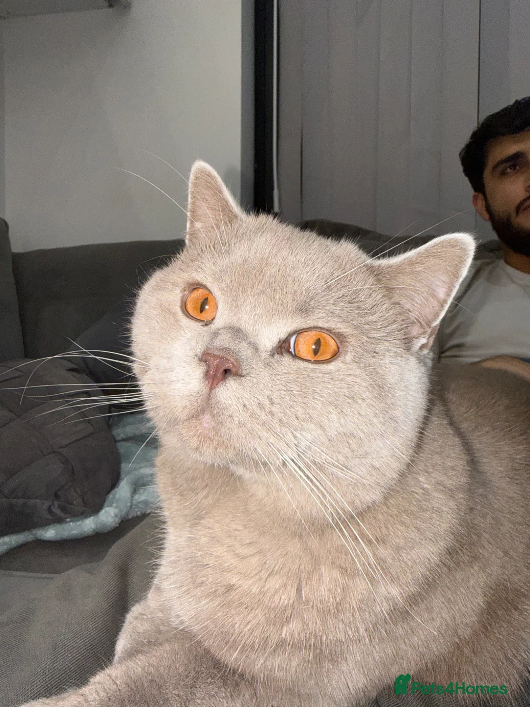 British Shorthair cats for stud: Peshi the British shorthair.  in Greenford - Advert 2