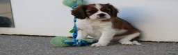 Cavalier King Charles Spaniel dogs for sale: PUG x CAVALIER puppies for sale  - Advert 8