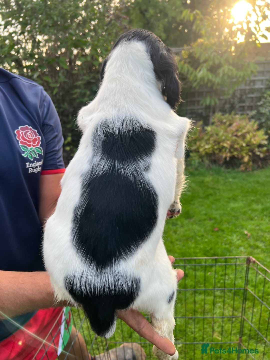 English Springer Spaniel dogs for sale: Traditional English springer spaniels  - Image 30