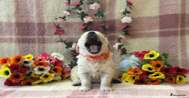 Golden Retriever dogs - Advert 12