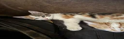 Mixed Breed cats for sale: Kittens ready to leave  - Advert 4