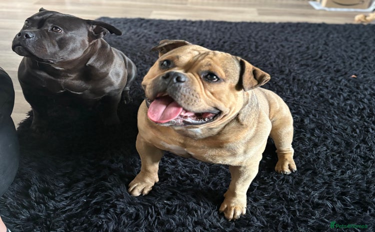 American Bully dogs - Advert 1