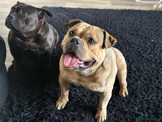 American Bully dogs - Advert 5