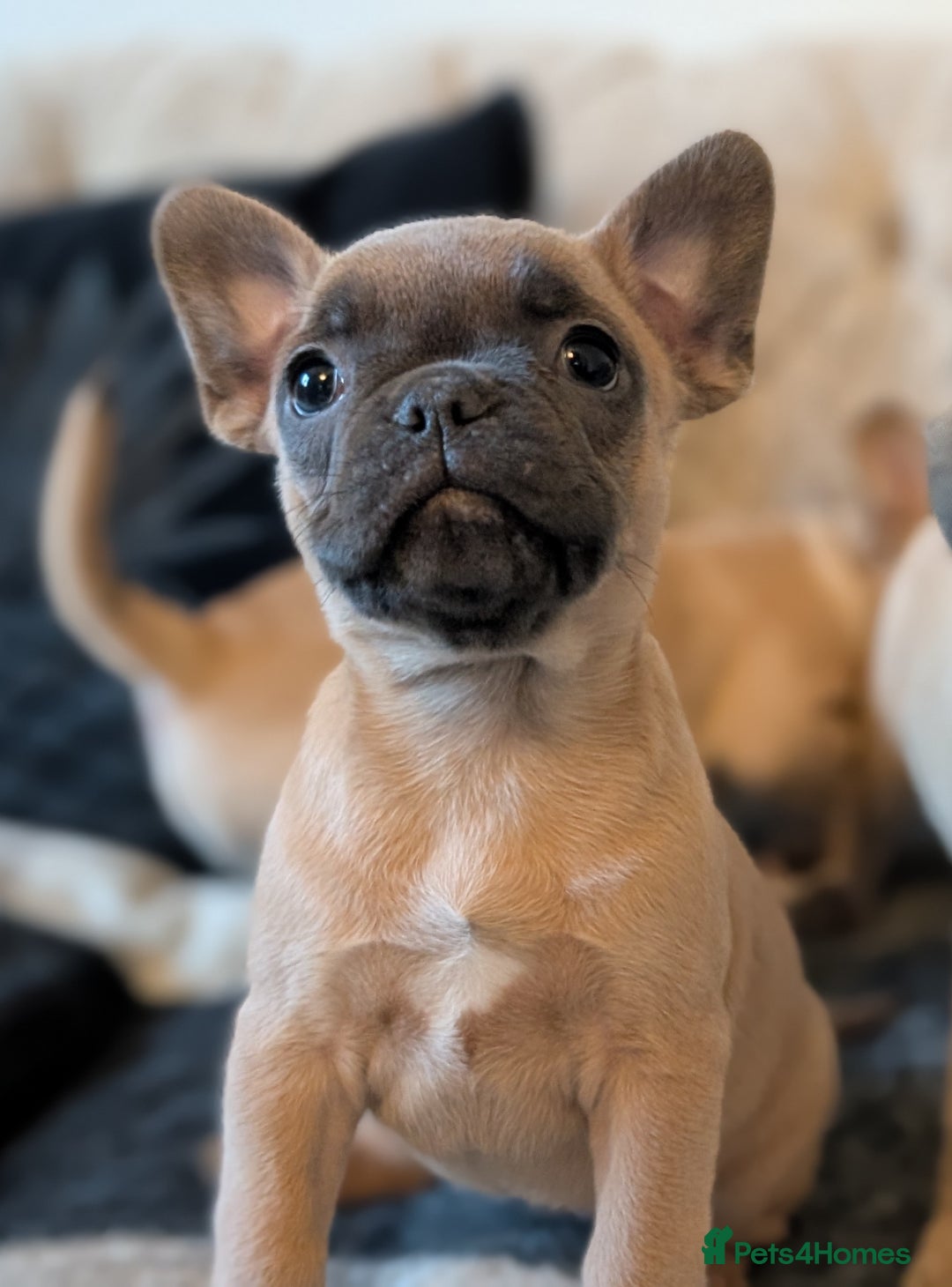 French Bulldog dogs for sale: French bulldog puppy's ready to go! - Advert 23