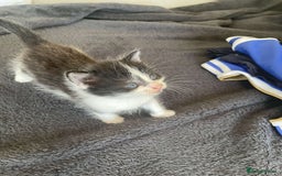 Domestic Shorthair cats for sale: Kittens for sale - Image 8