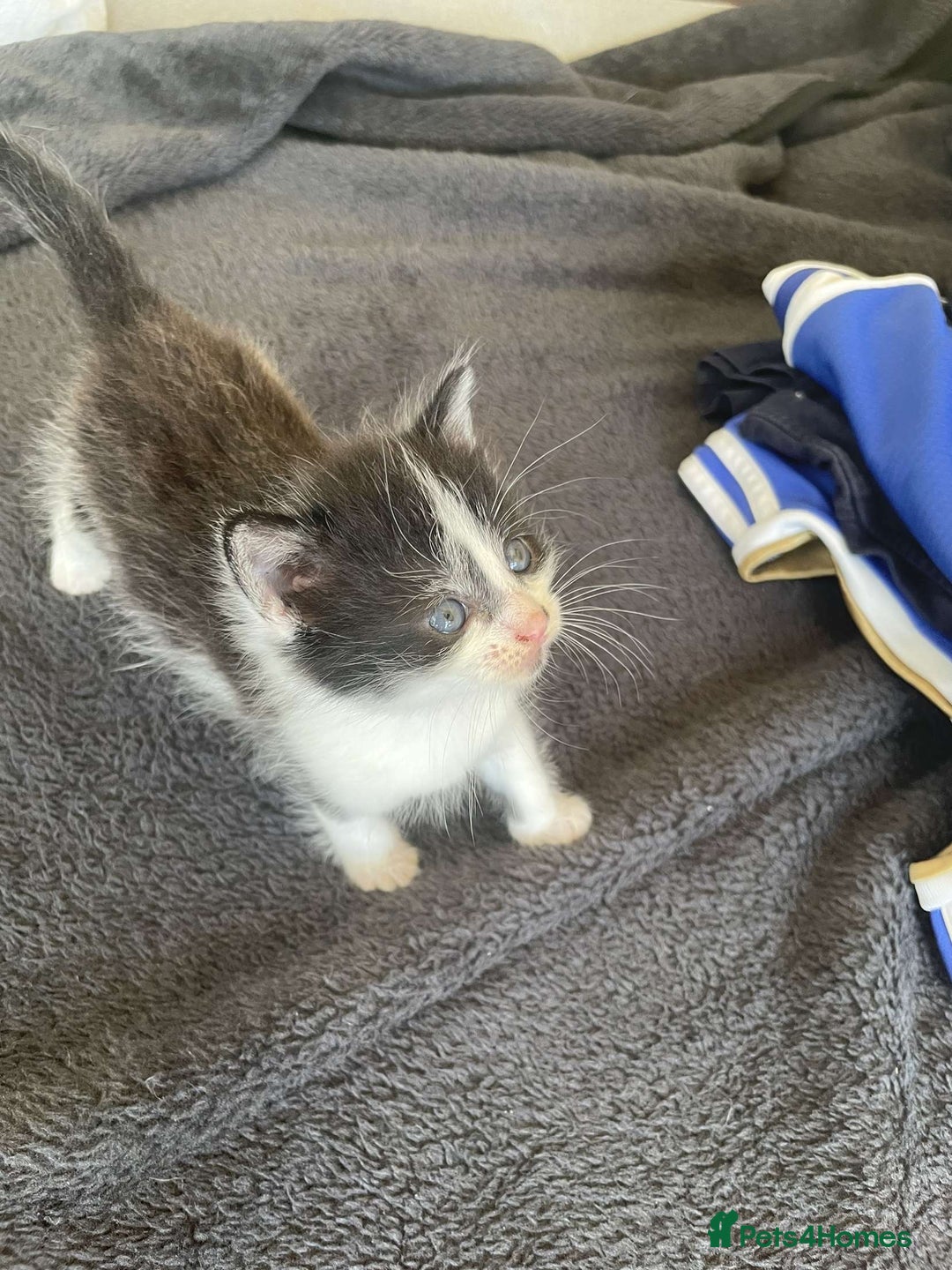 Domestic Shorthair cats for sale: Kittens for sale - Image 8