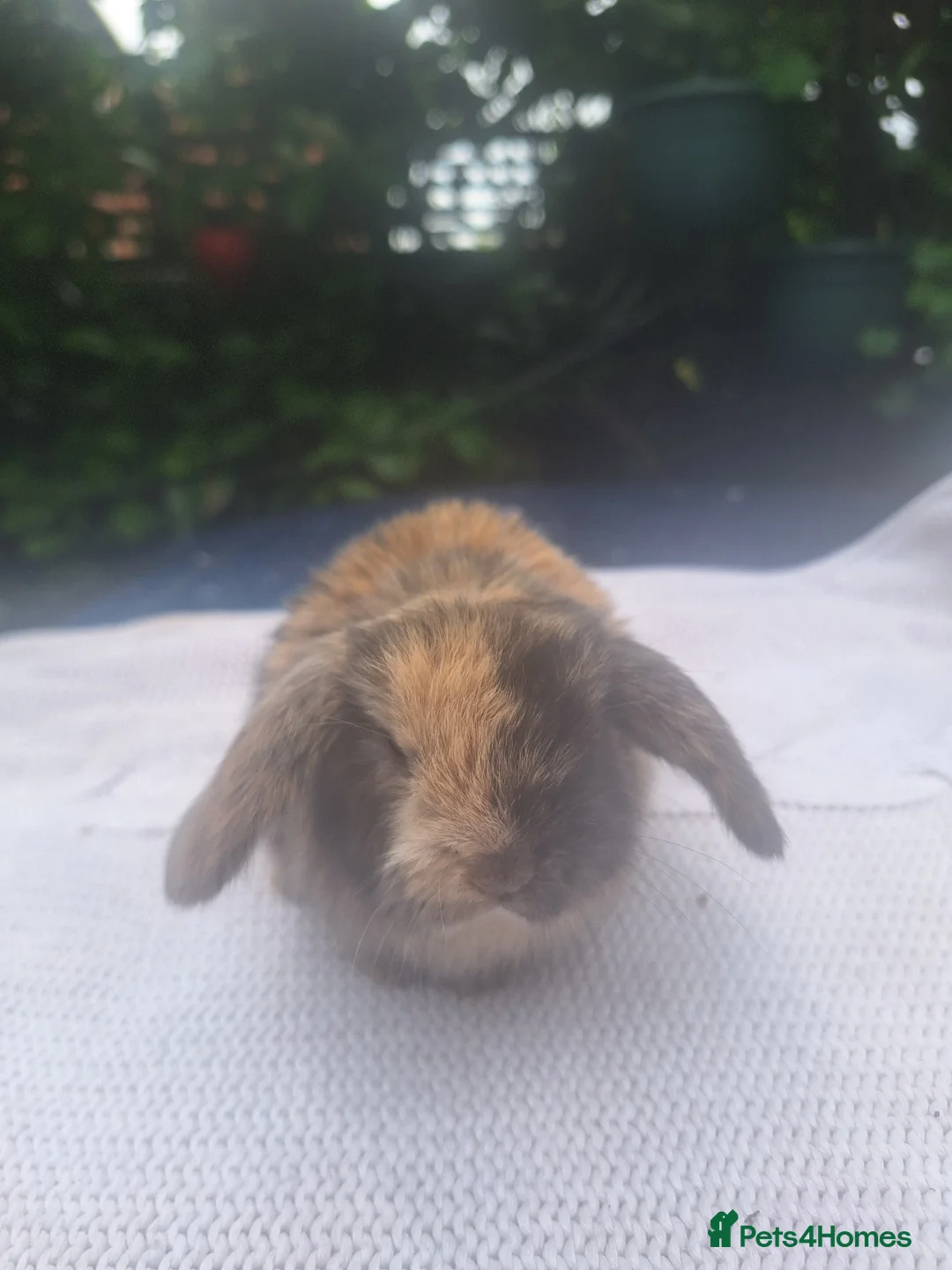 Mini Lop rabbits for sale: Pure bred mini lop babie rabbits 🐇  - Advert 1