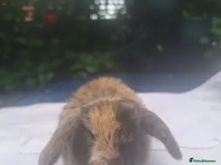 Mini Lop rabbits Pure bred mini lop babie rabbits 🐇 - Advert 16