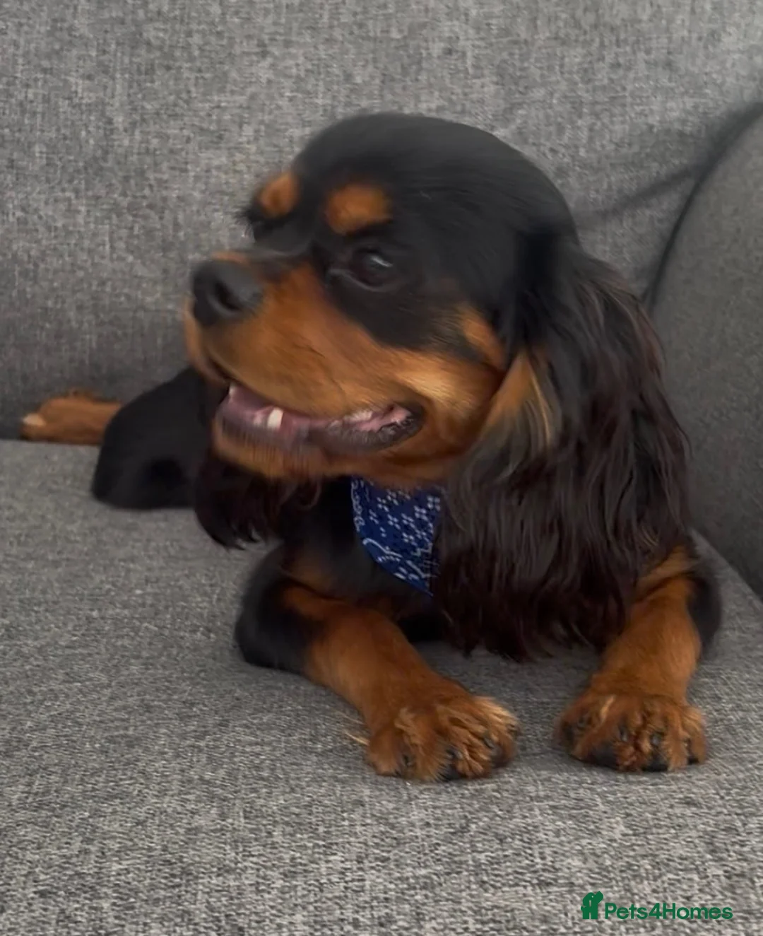 Cavalier King Charles Spaniel dogs for sale: KC Registered KCCS B&T boy for sale  - Advert 15