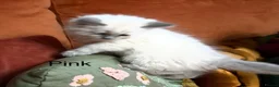Ragdoll cats for sale: Grey Point Ragdoll Kittens - Advert 4
