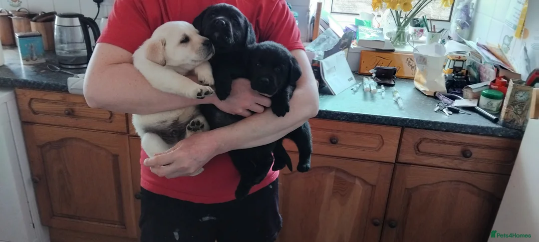 Labrador Retriever dogs for sale: KC Registered Stunning Labrador puppies  - Advert 2