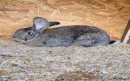 Continental Giant rabbits for sale: Beautiful Giant Rabbit Girl, 8 Months - Advert 6