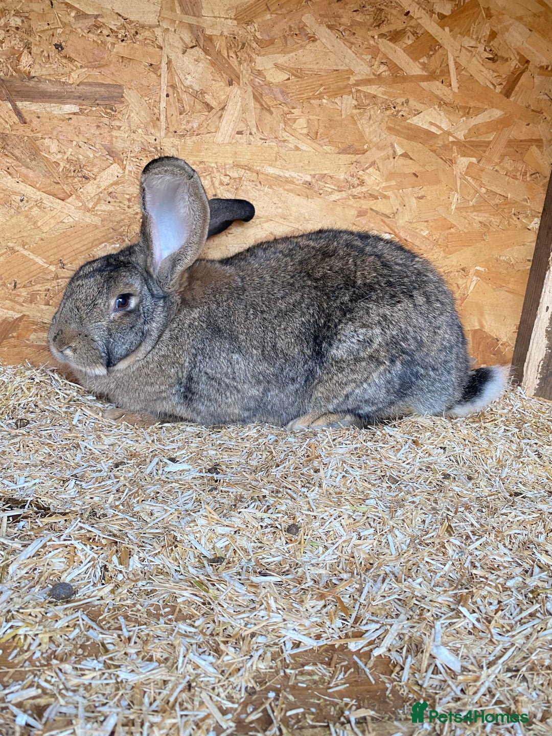 Continental Giant rabbits for sale: Beautiful Giant Rabbit Girl, 8 Months - Advert 6