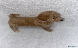 Toy Poodle dogs for sale: Toy poodles  - Image 3