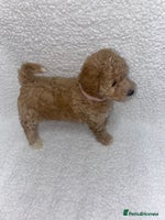 Toy Poodle dogs - Advert 5