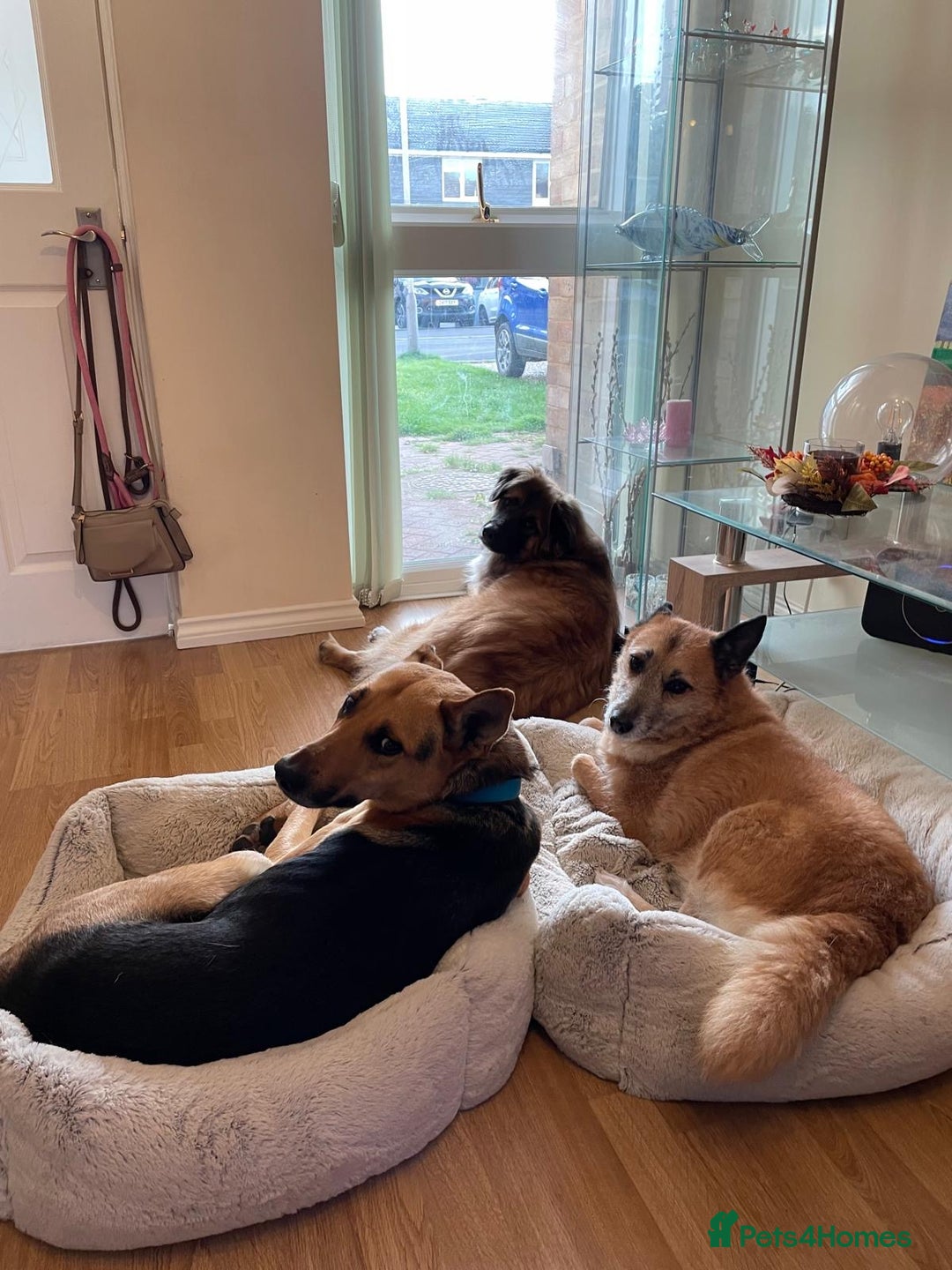 Mixed Breed dogs for adoption: Stunning Alfonz ready for love - Image 23