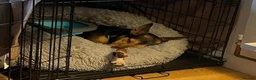 Mixed Breed dogs for adoption: ❤️🐶 ILO – HER BEST YEARS ARE STILL AHEAD in Croydon - Advert 14