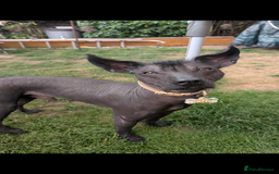 Mexican Hairless dogs for stud: Rollie the Xoloitzcuntle - Image 2