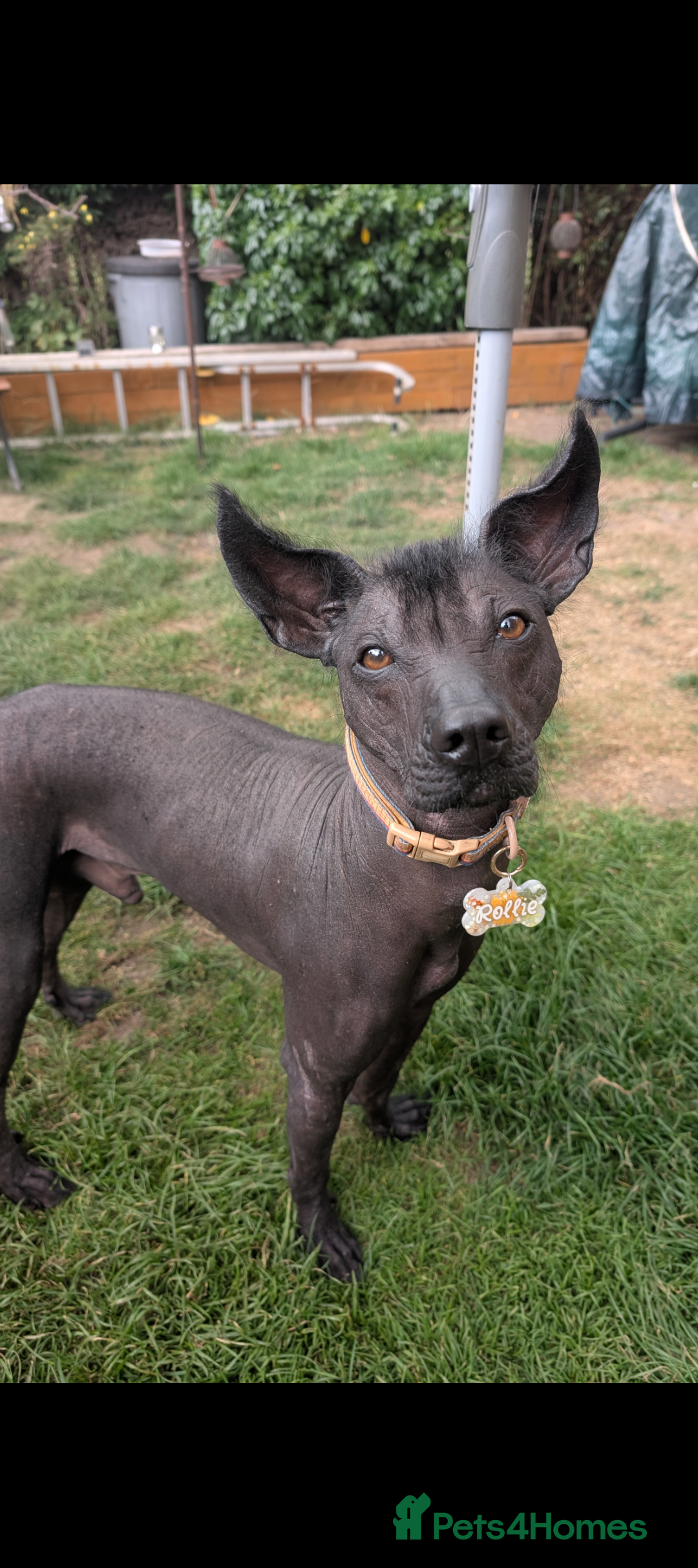 Mexican Hairless dogs for stud: Rollie the Xoloitzcuntle - Image 2