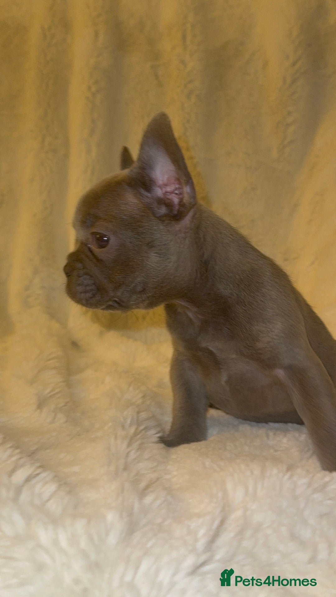French Bulldog dogs for sale: Lilac blue eyed litter of 6. DWKC registered  - Image 34