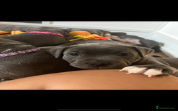 Staffordshire Bull Terrier dogs for sale: Full pedigree blue Staffordshire bull terriers - Image 10