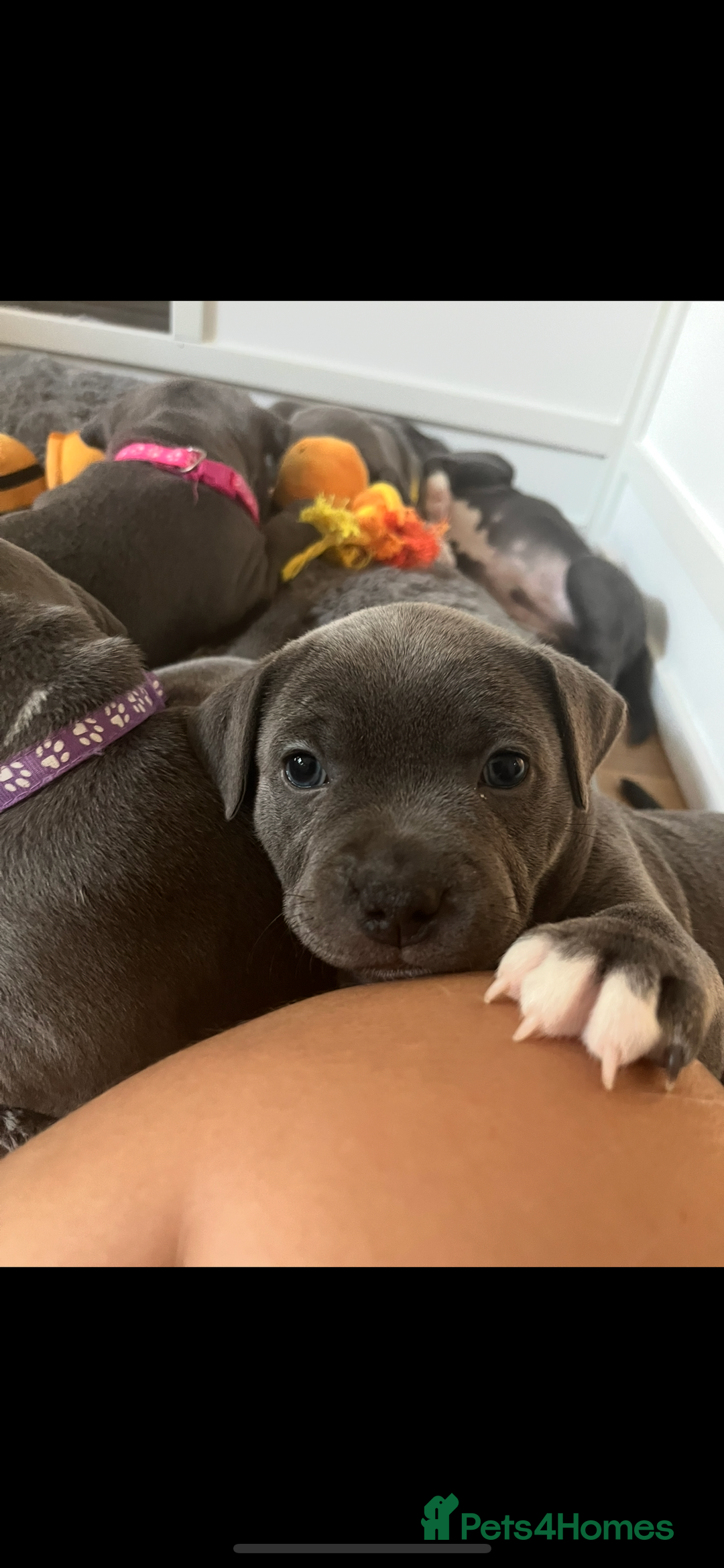Staffordshire Bull Terrier dogs for sale: Full pedigree blue Staffordshire bull terriers - Image 10