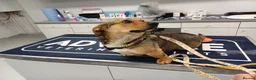 Mixed Breed dogs for adoption: 💛BELLA – The Little Street Dog Who Chose To Trust in Nottingham - Advert 11