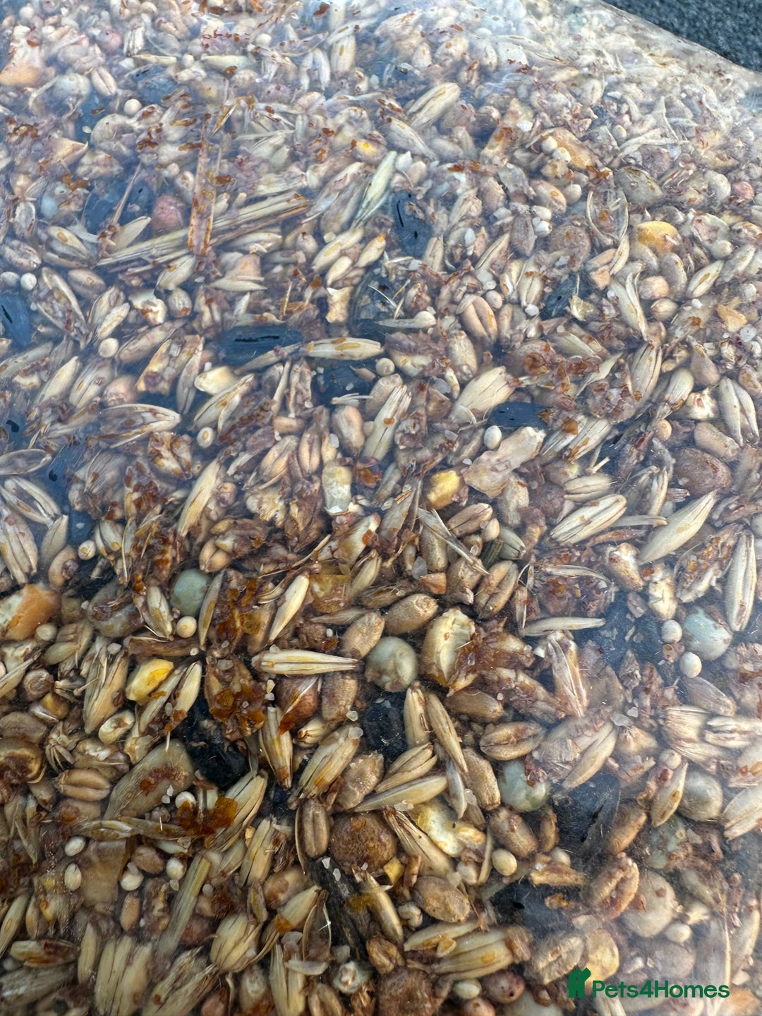 Mixed Breed poultry for sale: Pilling Poultry Power Boost - They LOVE it - Advert 1