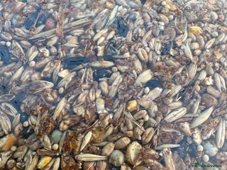 Mixed Breed poultry Pilling Poultry Power Boost - They LOVE it - Advert 1