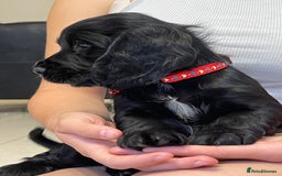 Sprocker dogs for sale: Beautiful Sprocker puppies HEALTH TESTED PARENTS - Image 31