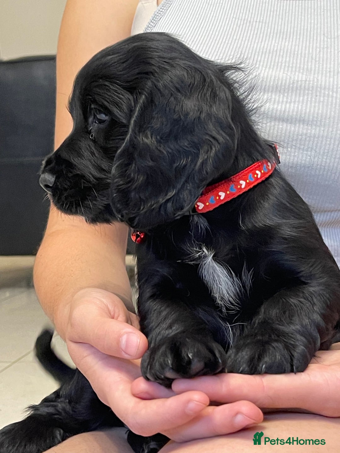 Sprocker dogs for sale: Beautiful Sprocker puppies HEALTH TESTED PARENTS - Image 31