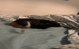 Guinea Pig rodents for sale: Male Guinea Pig - Advert 6