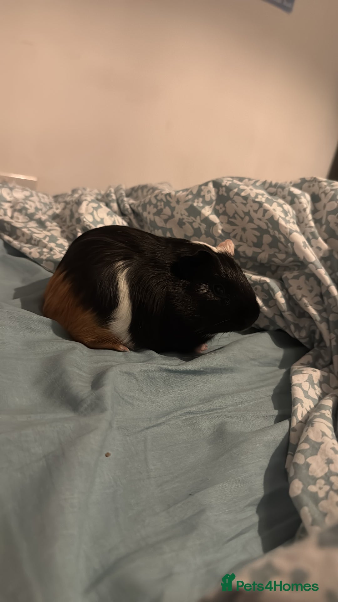 Guinea Pig rodents for sale: Male Guinea Pig - Advert 6