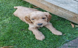 Mixed Breed dogs for sale: Labradoodle Pups for sale - Image 2