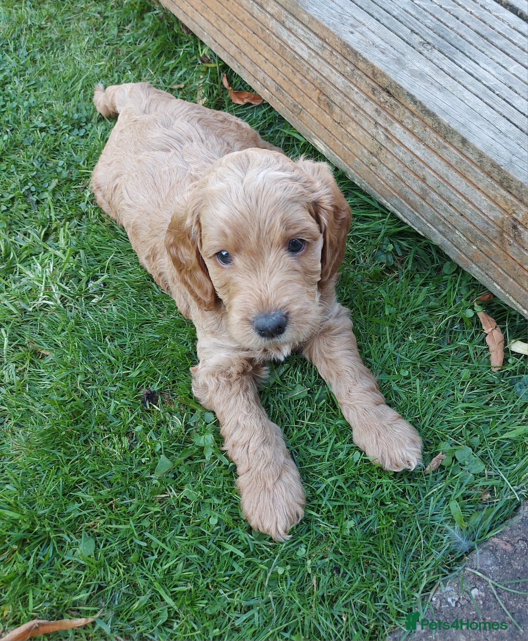 Mixed Breed dogs for sale: Labradoodle Pups for sale - Image 2
