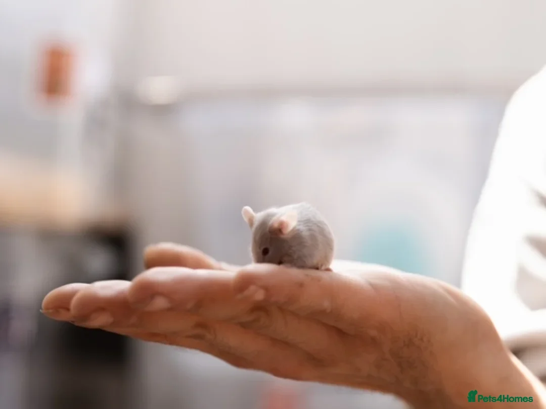 Mouse rodents for sale: <:3)~~~~ * baby pet fancy mice ! * <:3)~~~~ - Advert 2