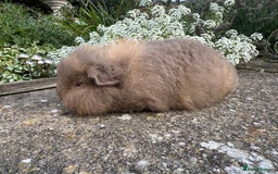 Guinea Pig rodents for sale: Stunning pure bred Swiss boar - Image 2