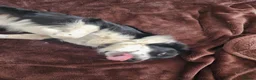 Border Collie dogs for sale: Mercedes in Telford - Advert 4