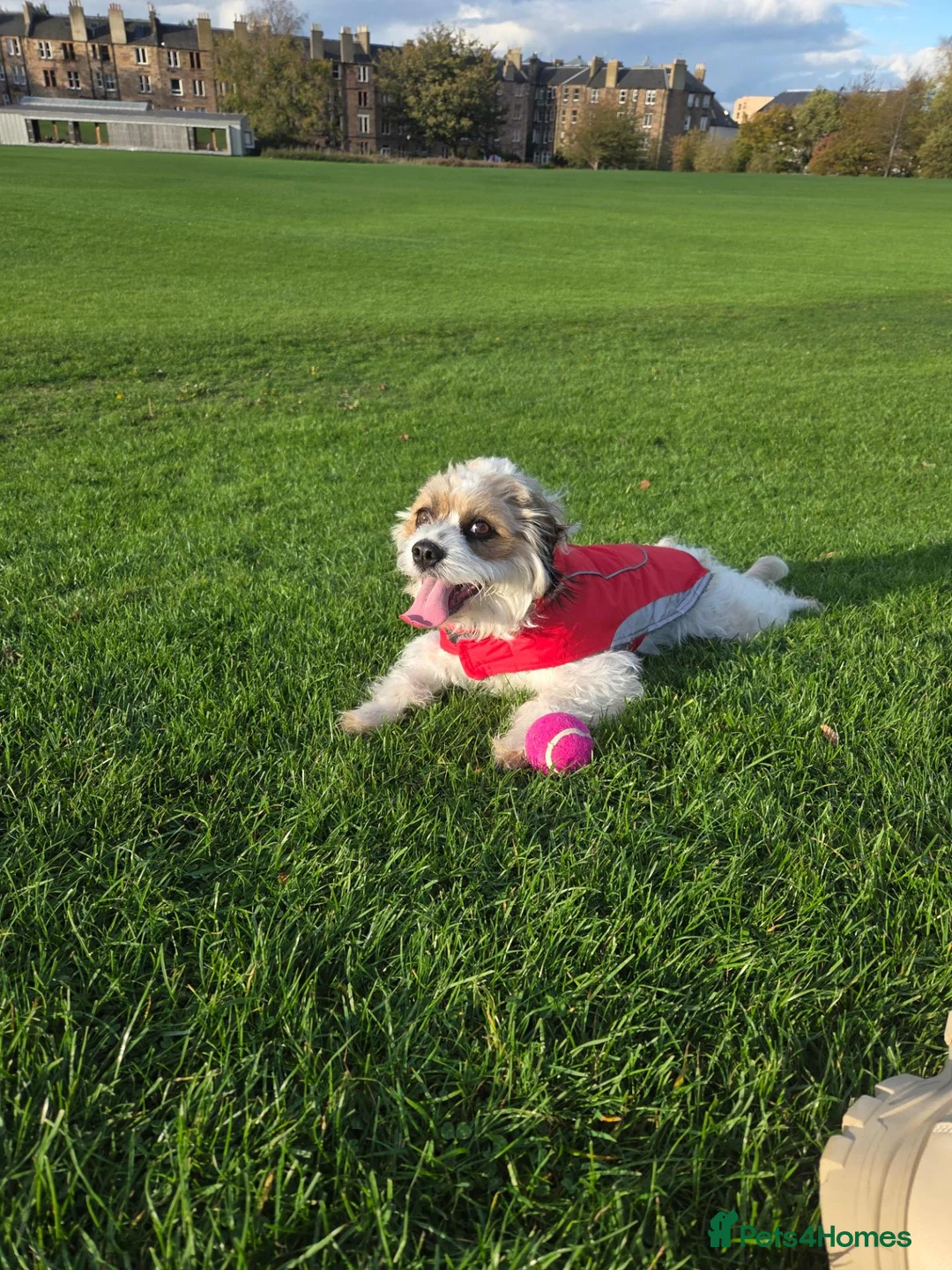 Cavapoo dogs for sale: 4 black cavapoo pups 2 girls and 2 boys  in Edinburgh - Advert 7