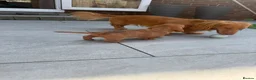 Miniature Dachshund dogs for sale: Last in little beautiful cream female  - Advert 5
