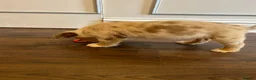 Olde English Bulldogge dogs for stud: Old english Bulldoge Fluffy PROVEN - Advert 4