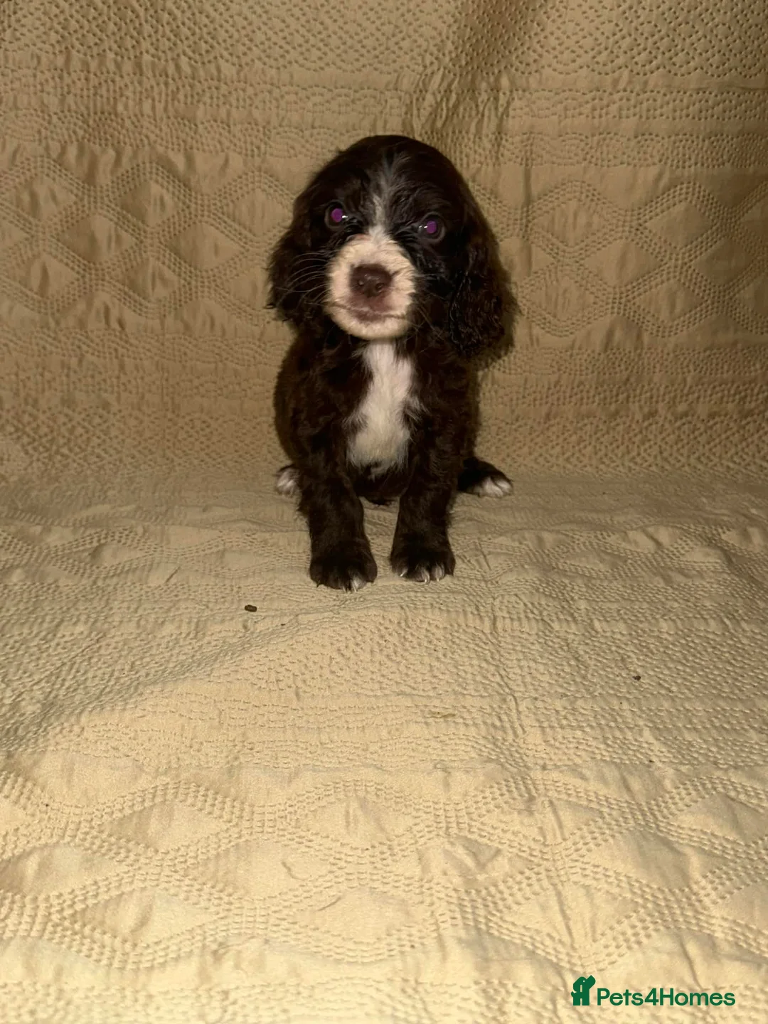 Sprocker dogs for sale: stunning sprocker spaniels!!! - Advert 17