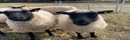 Sheep livestock for sale: Pedigree Llanwenog Shearling Ewes  in Chepstow - Advert 6