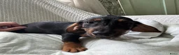 Mixed Breed dogs for sale: 3/4 dauschund 1/4 yorkie pups  - Advert 12