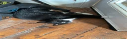 Mixed Breed cats for sale: Black and White Cat for Sale - Advert 8