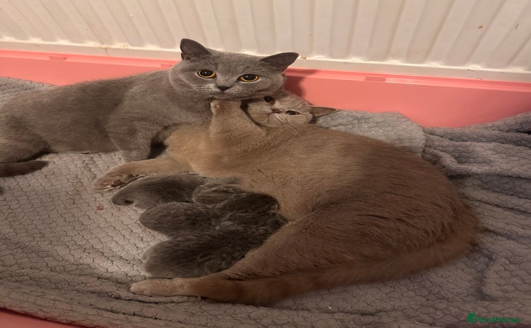 British Shorthair cats - Advert 1