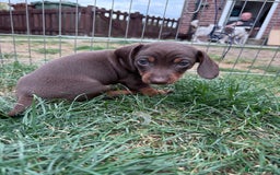 Miniature Dachshund dogs for sale: Miniature Dachshund Puppies  - Image 10