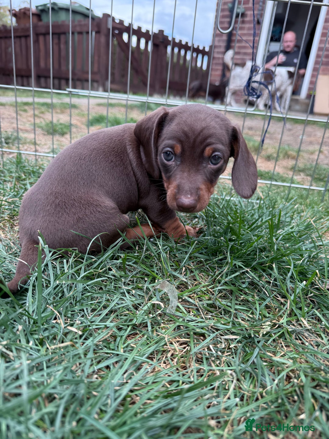 Miniature Dachshund dogs for sale: Miniature Dachshund Puppies  - Image 10