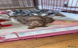 Miniature Dachshund dogs for sale: Miniature Dachshund Puppies - Image 25
