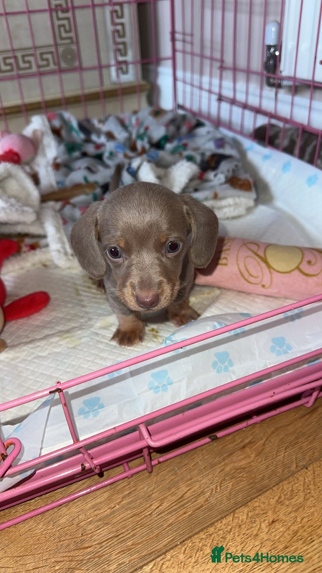 Miniature Dachshund dogs for sale: Miniature Dachshund Puppies - Image 25